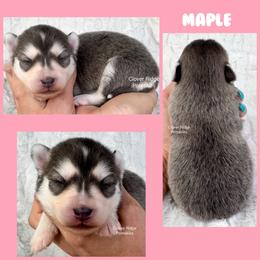 Maple - Blue female Pomsky puppy in Sheffield, Iowa from Clover Ridge Pomskies
