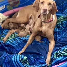 Vizsla puppies from Kaylee’s Vizslas