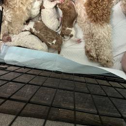 Poodle Puppies from Damaris Lengacher