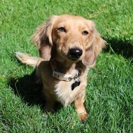 Maddie - Dachshund