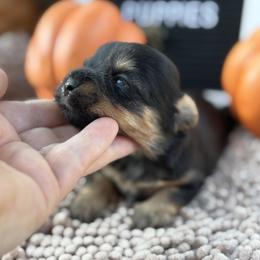 Olivia - Black and gold female Shorkie puppy in Charleston, West Virginia from Mountain State Puppies