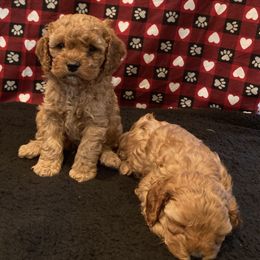 Cockapoo Puppies from Martin's Cockapoos