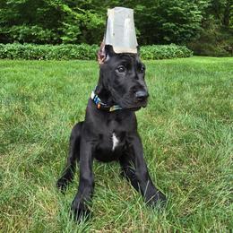 Sunset - Black female Great Dane puppy in Chagrin Falls, Ohio from Timeless Danes