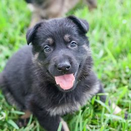 Lime collar - Bi-color female German Shepherd puppy in Inverness Highlands South, Florida from Von der Tetiaroa German Shepherd dogs