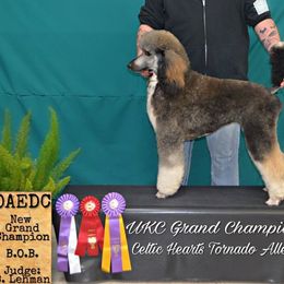 Poodles from Celtic Heart Poodles
