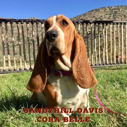 Cora Belle - Basset Hound