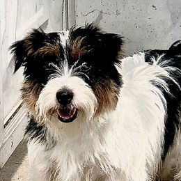 Bella Blue - Russell Terrier