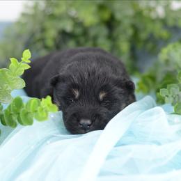 A Wooly -FULL AKC REGISTRATION- - Black and tan male Shiba Inu puppy in Neosho, Missouri from Kenny Cave K9s