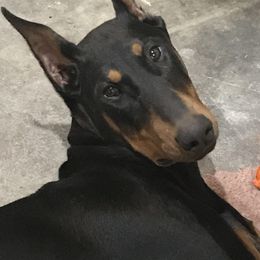 Doberman Pinscher All Grown Up from Cascade Ranch