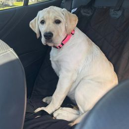 Betty - Labrador Retriever