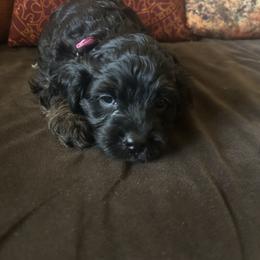 Pink color - Tri-color female Cavapoo puppy in Tempe, Arizona from Springerdoodles Plus AZ