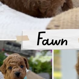Cavapoos from Ginger Doodle Babies