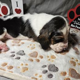 Blue Collar Boy - Black white and brown male Basset Hound puppy in Richland Hills, Texas from The Basset Family