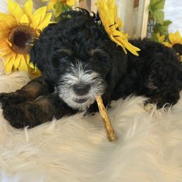 Noelle - Phantom Bernedoodle puppy in Linden, Michigan from MarmeDuke Doodles