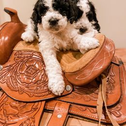 Bernedoodle and Goldendoodle Puppies from AweStrunk Farms