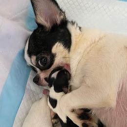 Aya - Chihuahua