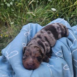 Lainey - Dapple female Dachshund puppy in Anderson, California from Plum Fields Dachshunds
