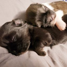 Tibetan Spaniel Puppies from Trillium Tibetan Spaniels