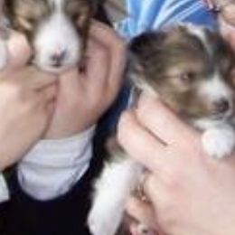 Shetland Sheepdogs from Eileen Lanser's Shetland Sheepdogs