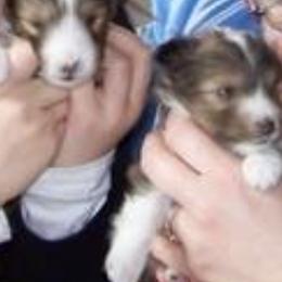 Shetland Sheepdogs from Eileen Lanser's Shetland Sheepdogs