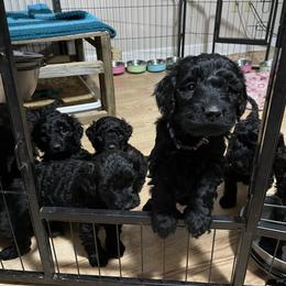 Goldendoodle, Miniature Schnauzer, and Poodle Puppies from 501Doodles