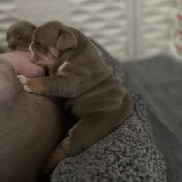 Bulldog Puppies from Bougie Bullies & Birds LLC