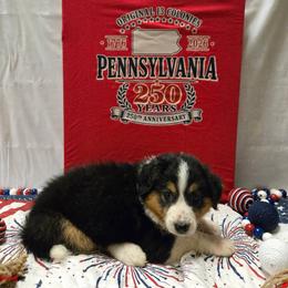 Girl 2 - female English Shepherd puppy in Ozark, Missouri from Town & Country English Shepherds