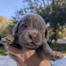 Maroon Boy ( Go home for Xmas) - Gray male Newfoundland puppy in Independence, Missouri from K & L Ranch