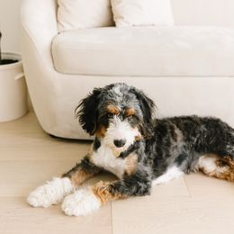 Daisey - Bernedoodle