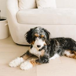 Daisey - Bernedoodle