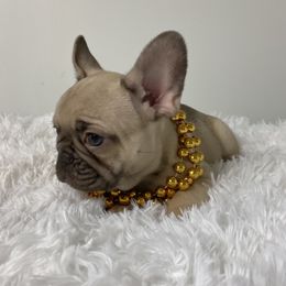 French Bulldogs from Gold Standard Frenchies