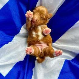 Nova Scotia Duck Tolling Retriever Puppies from Tallyho Tollers