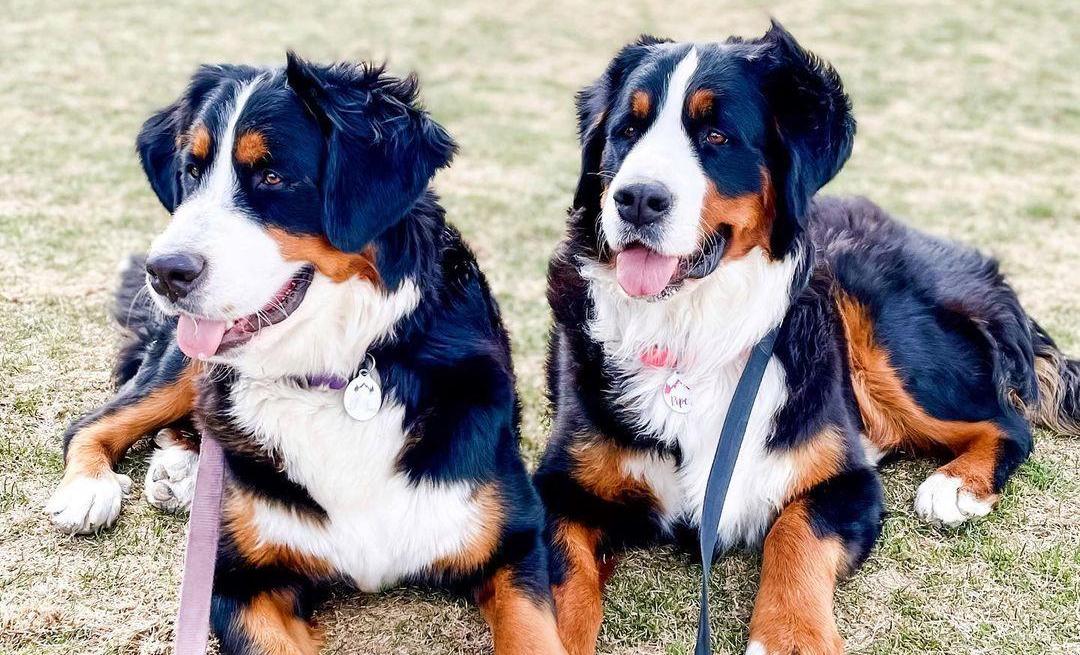 Two bernese mountain dogs laying in the grass