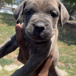 Cane Corso Puppies from Exotic Empire Kennels LLC