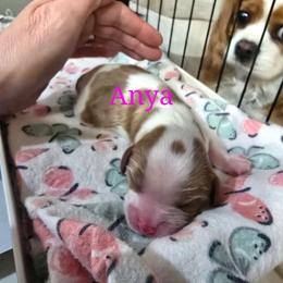 Anya - Blenheim female Cavalier King Charles Spaniel puppy in Kewaskum, Wisconsin from Moon Dream Cavaliers