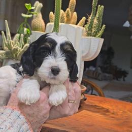 Whistler - Tri-color male Cavapoo puppy in Las Cruces, New Mexico from Moongate Cavaliers