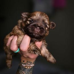 Constance - Liver female Shih Tzu puppy in Lancaster, Ohio from Wandering Tzu