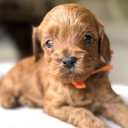 Chesney (Orange Collar Male) - Red male Cavapoo puppy in Pleasant Hill, Iowa from Harvest Creek