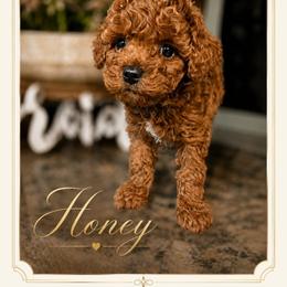 Honey - Red  male Poodle puppy in Midway City, California from Shawna's Poodles