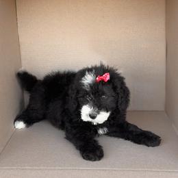 Carol - Black and white female Bernedoodle puppy in Peoria, Arizona from Wroth's Pawsibilities
