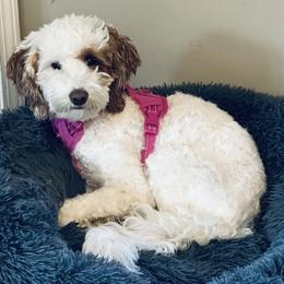 Goldendoodle Puppies from Graystone Doodles