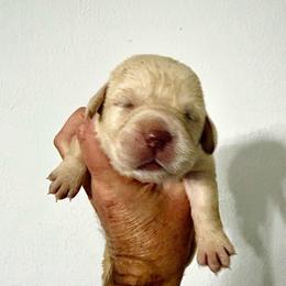 Honor - Champagne female Dilute Retriever puppy in Baldwin City, Kansas from Hedge Lane Labradors
