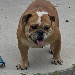 Katya - Bulldog