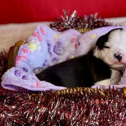 Boston Terrier Puppies from Dreamweaver Bostons
