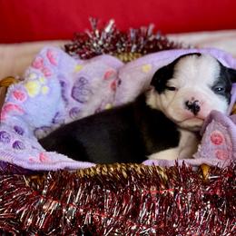 Boston Terrier Puppies from Dreamweaver Bostons
