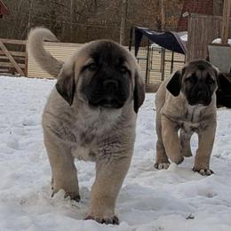 Luca - Gray fawn male Anatolian Shepherd Dog puppy in Jackson, New Jersey from Homestead Heaney
