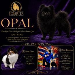 Opal - Pomeranian