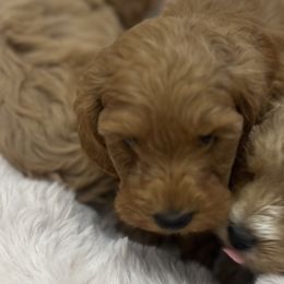 American Bullies and Australian Labradoodles from Poodles and Labradoodles breeder