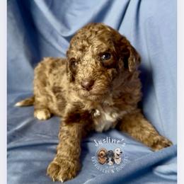 Sven - Merle male Goldendoodle puppy in Sterling, Connecticut from Justine’s Retrievers and Doodles