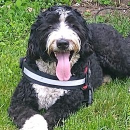 Bernedoodles from Abberdoodles bernedoodles